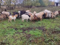 Kambing betina, Goats — foto 1