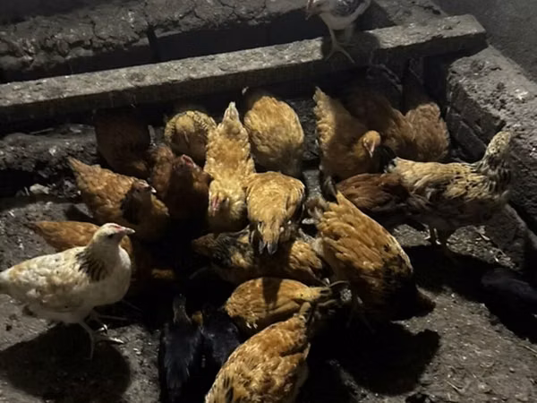 Chickens — Azerbejdżan
