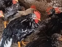 Chickens — عکس 2