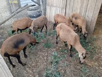 Sheep, Cameroon sheep — photo 1