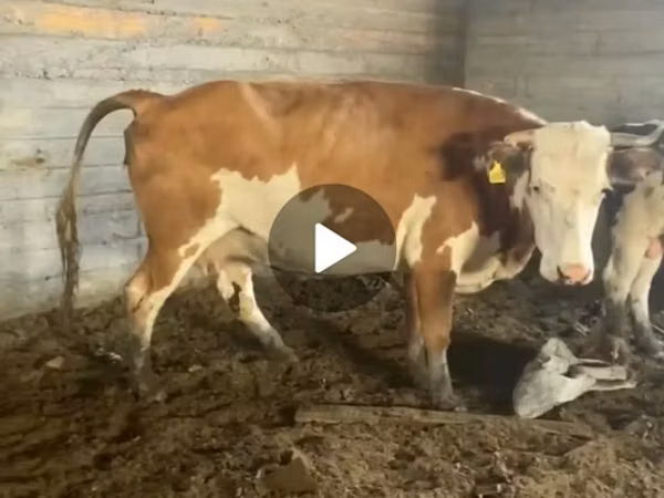 Cow, Latvian Blue cattle