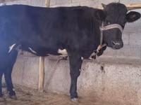 牛只（批次，未指定性别）, Cattle — 照片 2