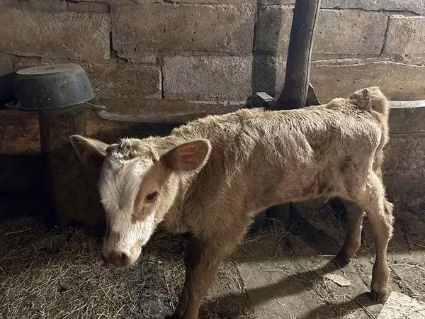 Cow, Cattle — Kazakhstan