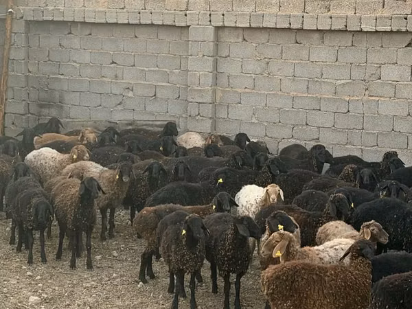 Ram, Edilbay sheep