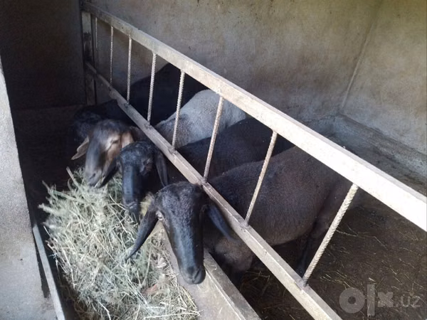 Kambing jantan, Sheep — Uzbekistan