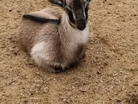Kambing jantan, Goats — foto 2