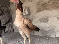 Chickens — புகைப்படம் 4