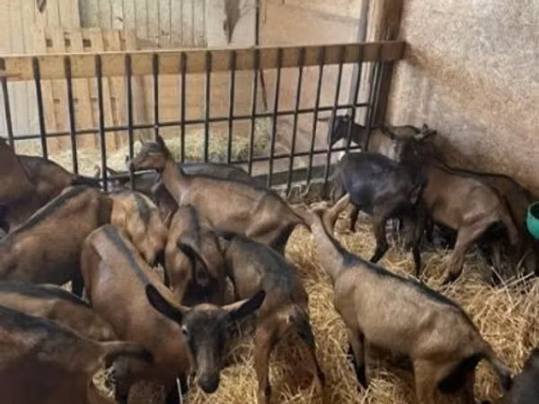 თხა, Alpine goat