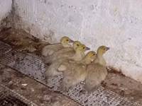 Ducks — புகைப்படம் 1