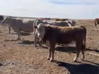 सांड, मवेशी — फ़ोटो 8