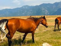 Mare, Horses — photo 2