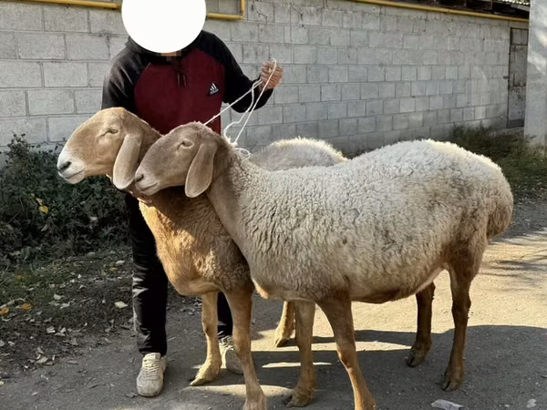 میش, Arashan sheep