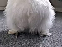Silkie — foto 5