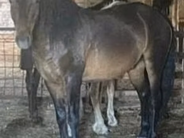 Horse (M), Horses — Kazakhstan