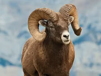 Beran, Gorkov sheep — foto 1