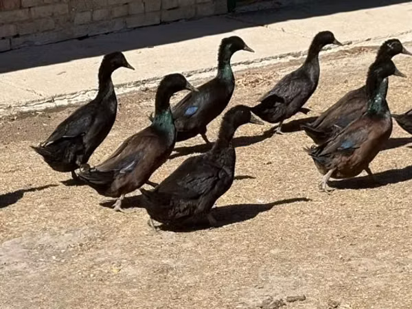کیگو