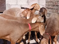 Får, Edilbay sheep — foto 4