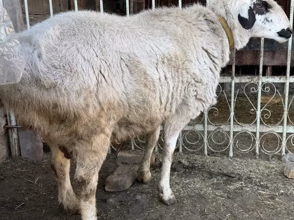 Ram, Sheep — Uzbekistan