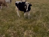 Bulle, Holstein-Rasse — Foto 3
