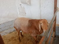 Ovan, Arashan sheep — fotografija 1