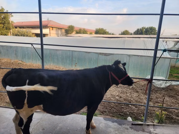 Cow, Cattle — Uzbekistan