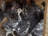 Chickens — photo 4