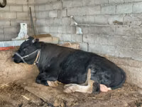 Bull, Aberdeen-Angus — photo 2