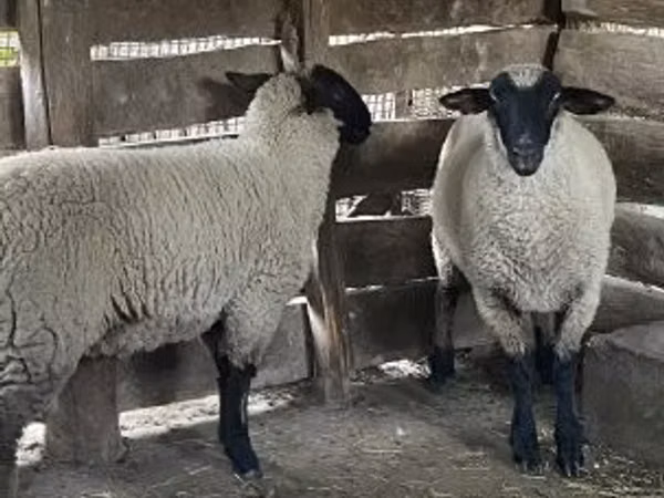 Biri-biri betina, Suffolk sheep