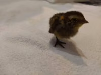 Quails — foto 6