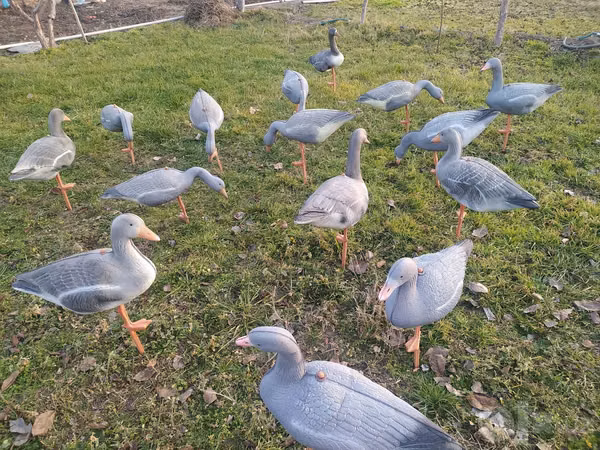 Geese — ازبکستان
