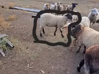 Vædder, White Suffolk sheep — foto 2