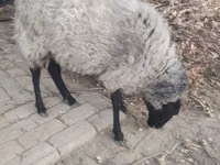 भेड़, Romanov sheep — फ़ोटो 1