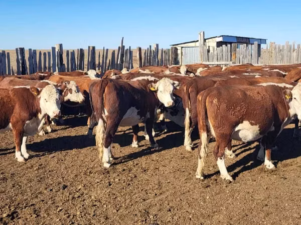 Cow, Kazakh White-headed cow — Kazakhstan