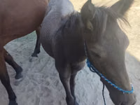 Kuda betina, Horses — foto 8