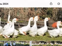 Geese — sawirka 5