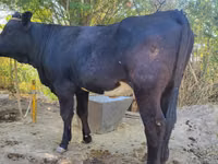 母牛, Simmental cattle — 照片 4