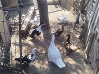 Ducks — ፎቶ 3