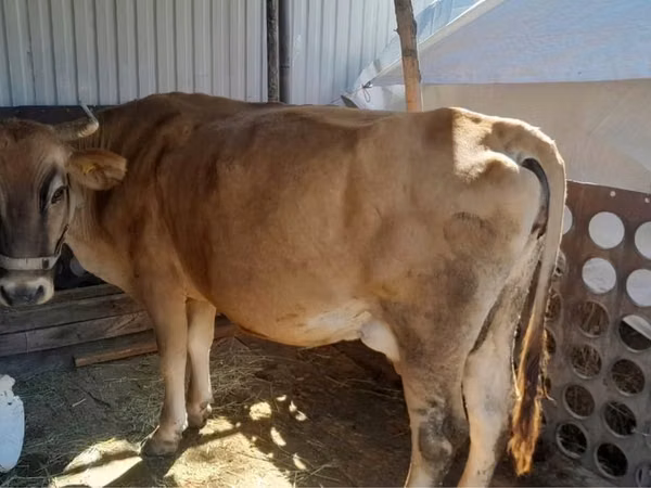Cow, Cattle — Kazakhstan