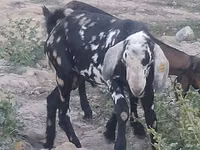 ወንድ ፍየል, Nubian Goat — ፎቶ 1
