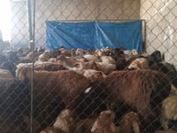 Ram, Sheep — photo 2