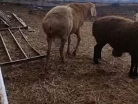 숫양, Arashan sheep — 사진 2