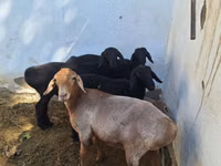 Kambing jantan, Sheep — foto 1
