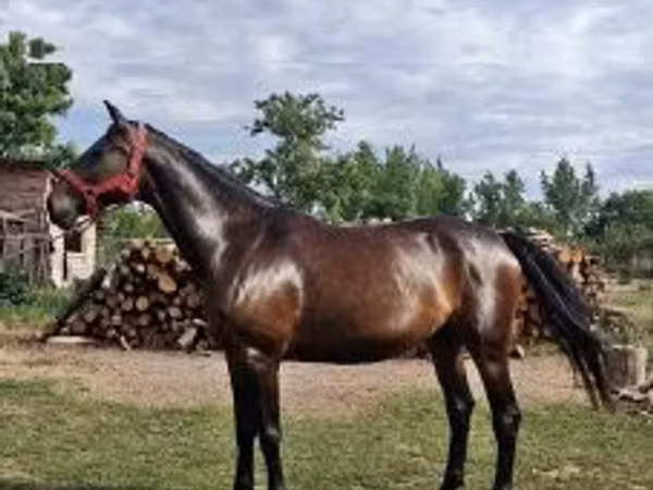 Модиён, Nonius horse
