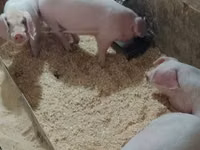 Pigs (batch, sex not specified), Pigs — photo 5