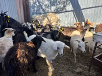 بز نر, بز — عکس 2