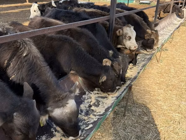 Dibi, Swiss cattle