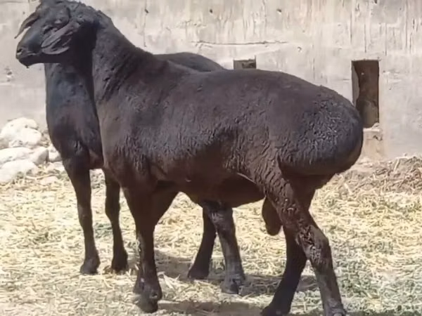 Kambing jantan, Sheep — Uzbekistan