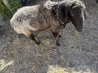 Ram, Sheep — photo 4