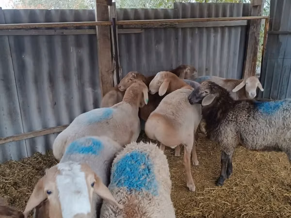 Vædder, Rhon sheep