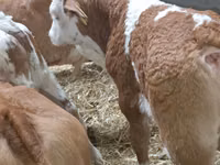 Bull, Simmental cattle — photo 1